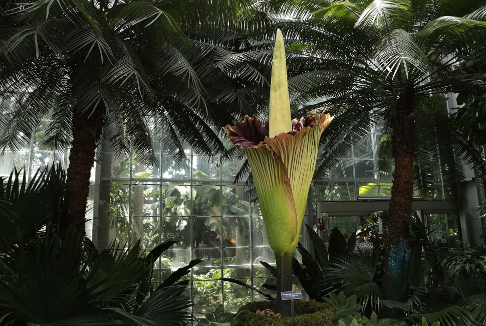 a corpse flower blooms
