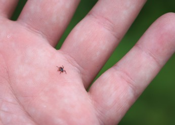 Hand with a deer tick on it